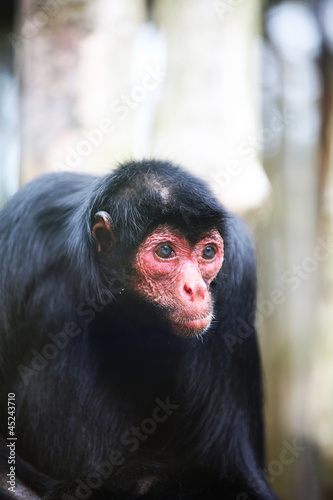 Photo: spider monkey spider monkey