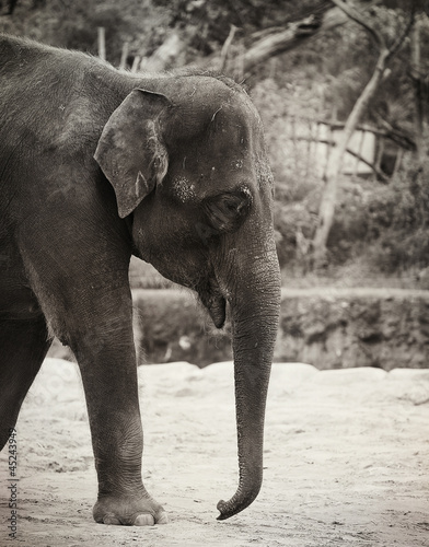 Photo: elephant elephant