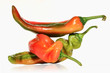 Foto: Poivrons variété "corne de taureau" Poivrons variété "corne de taureau"