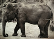 asian elephant