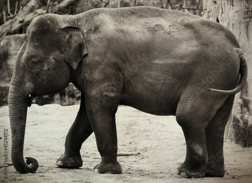 Photo: asian elephant asian elephant