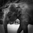 bw elephant