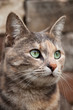Alert Tortoiseshell-Tabby Cat