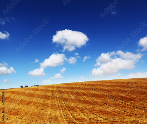 Photo: cut wheat field cut wheat field