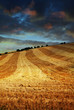 harvested farmland