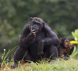 Chimpanzee