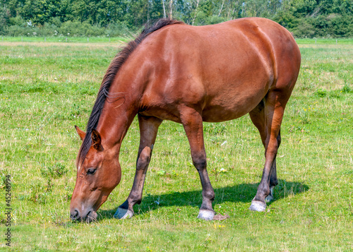 Photo: Nice brown horse eating grass Nice brown horse eating grass