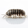 Pill-bug armadillidium vulgare