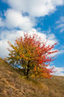 Photo: nice autumn tree nice autumn tree