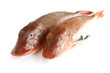 tub gurnard fish - due gallinelle