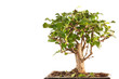 bonsai tree