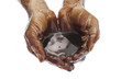 Black petroleum in human hands isolated on white background