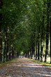 Allee