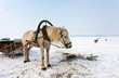 Horse at the bank of frozen river Volga in Samara, Russia