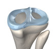 Knee meniscus anatomy