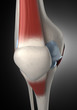 Human knee anatomy anterior view