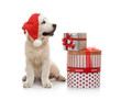 Photo: Three-month golden retriever puppy in a red Santa Claus hat Three-month golden retriever puppy in a red Santa Claus hat