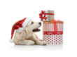 Photo: Three-month golden retriever puppy in a red Santa Claus hat Three-month golden retriever puppy in a red Santa Claus hat