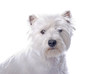 Photo: Westie on White Westie on White