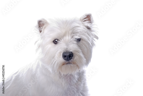 Photo: Westie on White Westie on White