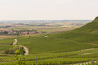Weinbau