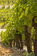 Weinbau