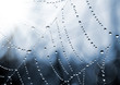 spider web with dew drops closeup