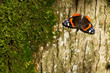 Red Admiral Butterfly - Vanessa atalanta