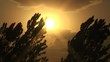 sunset at summer