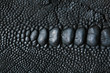 Crocodile skin