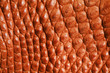 Ostrich skin
