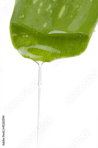 Photo: Green aloe leaf with juice droplet Green aloe leaf with juice droplet
