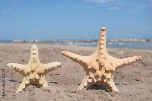 Photo: starfishes with beach background starfishes with beach background
