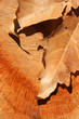 wood and leaf