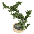 Bonsai tree in a pot