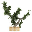 Bonsai tree in a pot