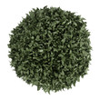 Myrtus topiary tree