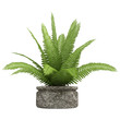 Nephrolepis fern houseplant