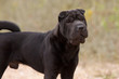 Shar Pei