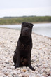 Shar Pei