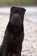 Shar Pei