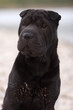 Shar Pei