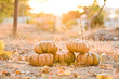 group of pumpkins on sunset
