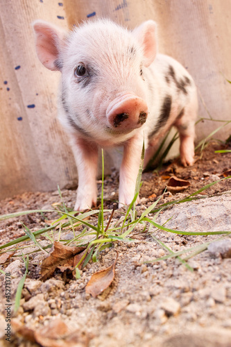 Photo: Close-up of a cute muddy piglet running around outdoors on the f Close-up of a cute muddy piglet running around outdoors on the f