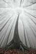 Foto: huge old tree in a forest with fog huge old tree in a forest with fog