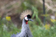 Photo: African Crested Crane closeup African Crested Crane closeup