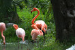 Photo: American Flamingo male displaying American Flamingo male displaying