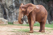 Baby Africa elephant