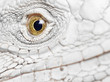 iguana