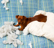 naughty playful puppy dog after biting a pillow